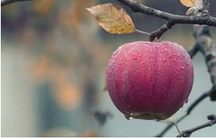 Pomme bien mûr à l'automne grâce à la taille de formation effectué par Emondage Beloeil.