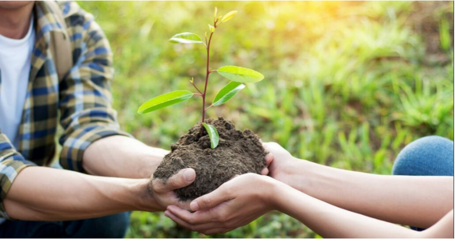 Una pareja en Beloeil planta un árbol para marcar el nacimiento de su hijo.