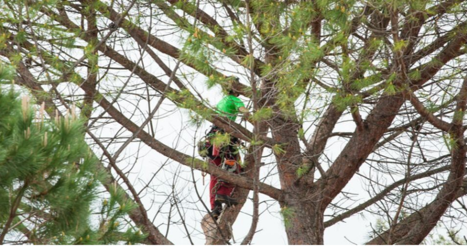Beloeil Pruning Climber working high up in a pine tree.