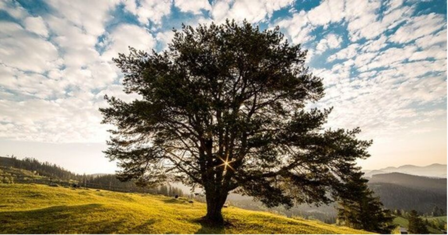 Un hermoso árbol en Beloeil que fue mantenido por la compañía Emondage Beloeil.