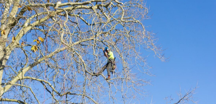 Escalador de la compañía Emondage Beloeil trabajando en un árbol en Beloeil.