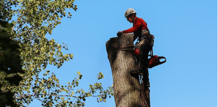 Arboricultor de Emondage Beloeil procede a la tala de un árbol. El residente de Beloeil obtuvo primero un permiso de tala en la ciudad de Beloeil.
